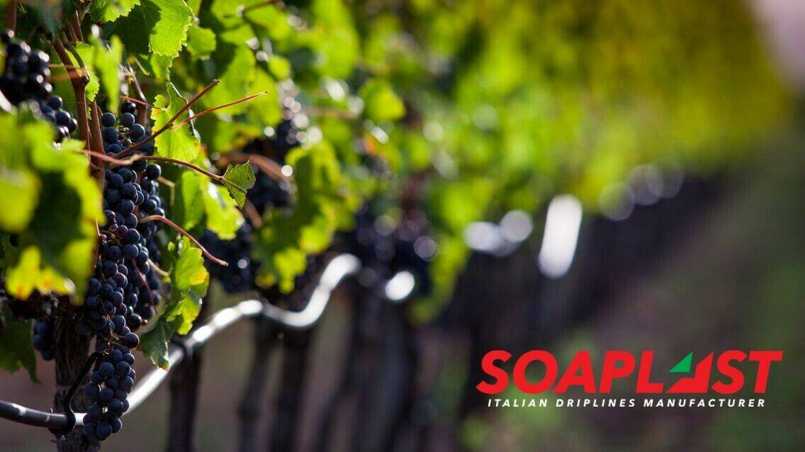 soaplast-tecnologia-horticola|139526847_991763254685817_2950216216653066741_o|inspeccion-calidad-huerta-agricultores_1150-7401|packaging|soaplast-tecnologia-horticola|soaplast-riego-citricos|Sin título44|656|Soaplast-tecnologia-horticola|IMG-20201105-WA00